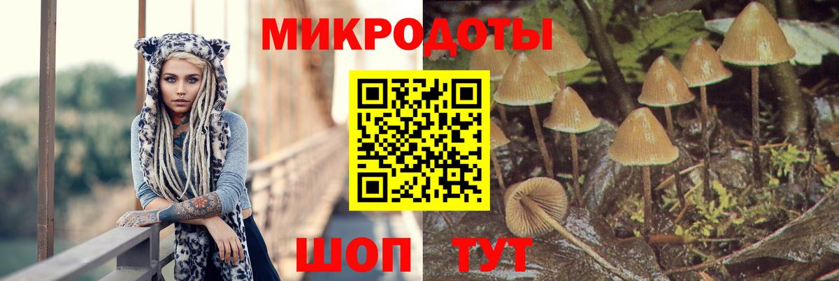 Псилоцибиновые грибы Psilocybe Котовск